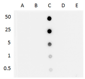 5-HydroxymethylCytidine antibody [GT13612] detects 5-HydroxymethylCytidine protein at nucleus on mouse fore brain by immunohistochemical analysis.